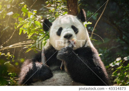 Giant panda bear in China 43314873