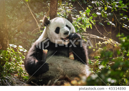 Giant panda bear in China 43314890