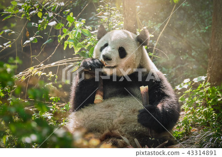 Giant panda bear in China 43314891