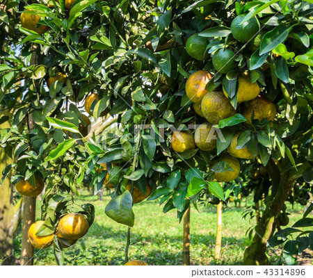 Orange fruit on its tree in the garden Orange fruit on its tree in the garden 43314896