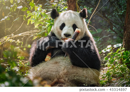 Giant panda bear in China Giant panda bear in China 43314897
