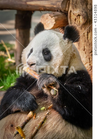 Giant panda bear in China 43314898
