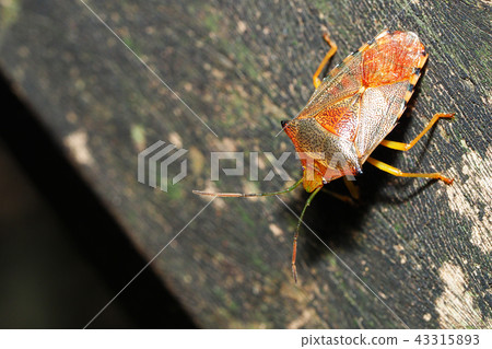 Seaka喇叭椿象 43315893