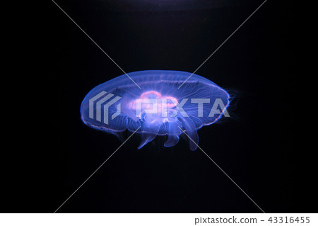 Sparkling water jellyfish | Underwater photography | Aquarium jellyfish Sparkling water jellyfish | Underwater photography | Aquarium jellyfish 43316455