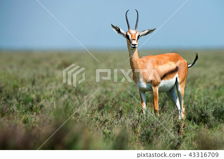 Wild Thompson's gazelle or Eudorcas thomsonii in savannah 43316709