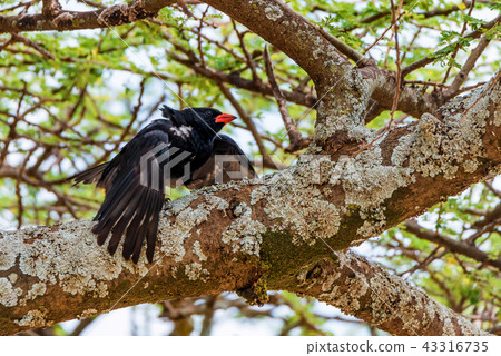 Wild red-billed buffalo weaver or Bubalornis niger Wild red-billed buffalo weaver or Bubalornis niger 43316735