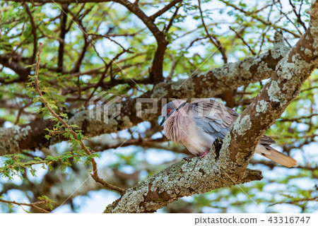 Wild African mourning dove or Streptopelia decipiens Wild African mourning dove or Streptopelia decipiens 43316747