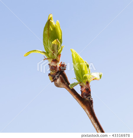 Sweet cherry-tree bursting buds 43316978