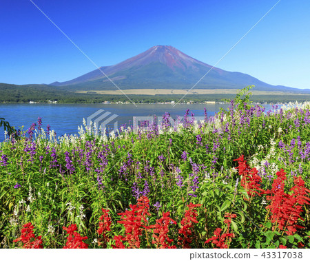 Mount Fuji Mount Fuji 43317038