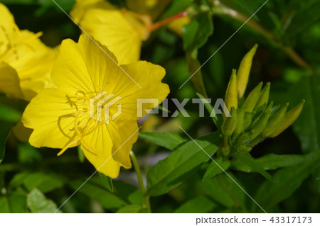 Common sundrops 43317173