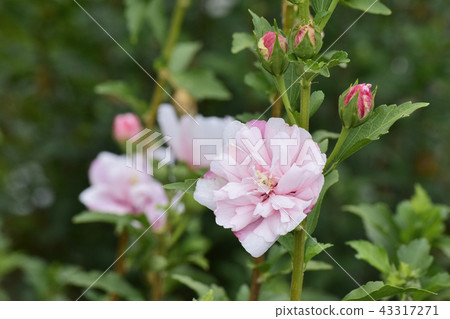 Flower of Kinjing 43317271