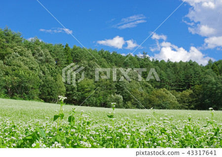 Buckwheat field of Nakayama Plateau Buckwheat field of Nakayama Plateau 43317641