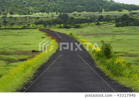 A scenic road in a village Near Ratnagiri city A scenic road in a village Near Ratnagiri city 43317946