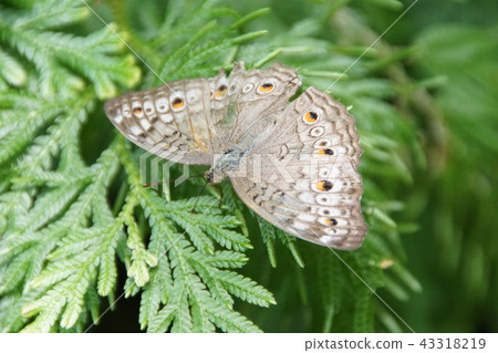 Malaysian butterfly 43318219