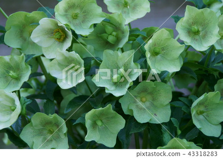 Hellebore flower language "comfort" 43318283