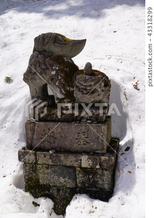 Shiba Inu in a thaw 43318299