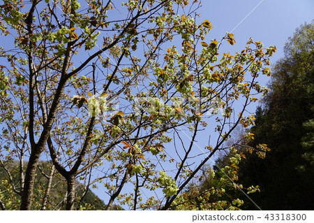 Oi Gyou Gyoukou Flower language is "eternal love" 43318300