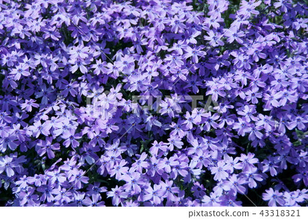 Shiba Sakura Orquiton藍眼睛 Shiba Sakura Orquiton藍眼睛 43318321