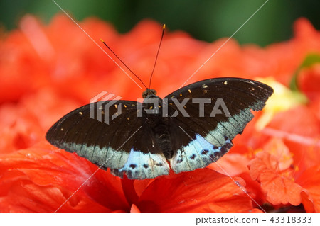 馬來西亞蝴蝶 43318333