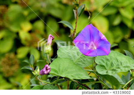 牽牛花花 43319002