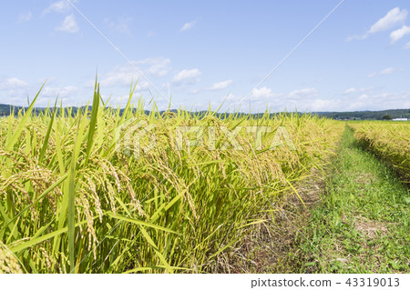 Inada Rice Cultivation Inada Rice Cultivation 43319013