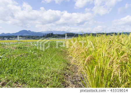 Inada Rice Cultivation Inada Rice Cultivation 43319014