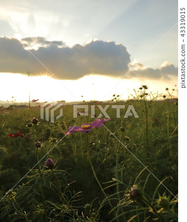 Sanko Cosmos Garden 43319015
