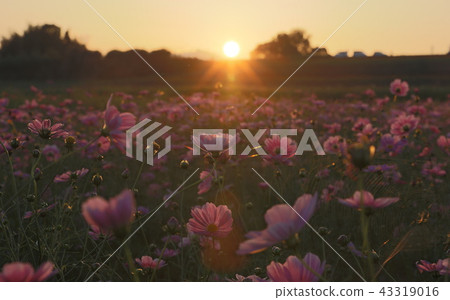 Sanko Cosmos Garden Sanko Cosmos Garden 43319016