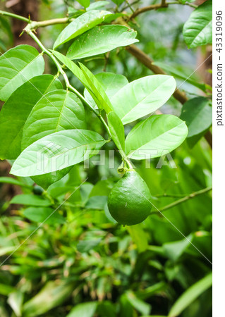 Green fruit Green fruit 43319096