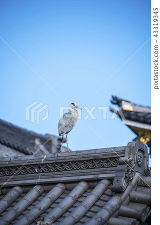 京都秋日 京都秋日 43319345