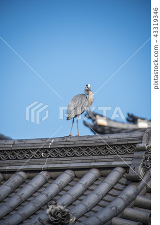 京都秋日 京都秋日 43319346