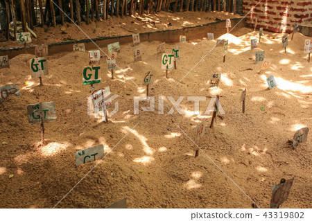Labels marking type of turtle 43319802