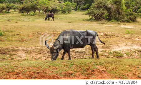 Wild water buffalo (Bubalus arnee) feeding Wild water buffalo (Bubalus arnee) feeding 43319804