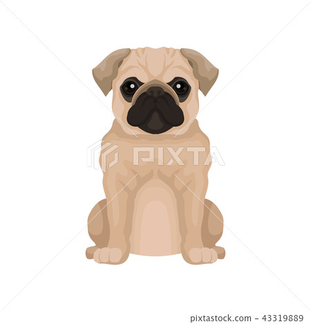 Flat vector icon of cute pug puppy. Small domestic dog with round head and short muzzle. Element for Flat vector icon of cute pug puppy. Small domestic dog with round head and short muzzle. Element for 43319889