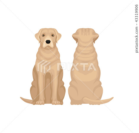 Front and back view of labrador retriever. Large dog with beige coat and cute muzzle. Human s best Front and back view of labrador retriever. Large dog with beige coat and cute muzzle. Human s best 43319906