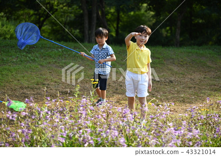 Boys collecting insects 43321014