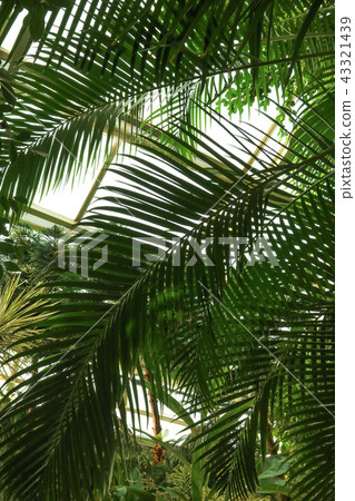Abstract tropical plant 43321439