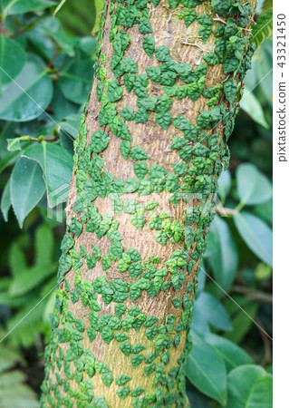 樹木和藤蔓植物 43321450