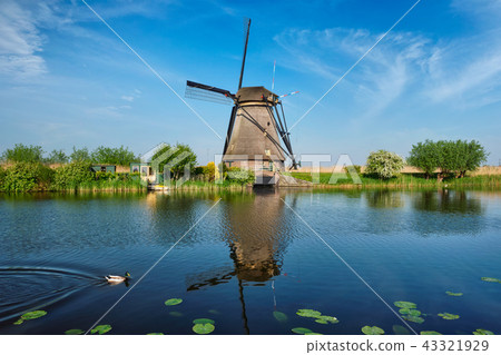 Windmills at Kinderdijk in Holland. Netherlands 43321929