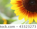Sunflower (up) 43323273