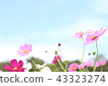 Cosmos 43323274
