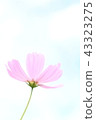 Cosmos (one wheel) 43323275