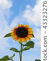 Sukusuk sunflower 43323276