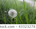 Fluff 43323278
