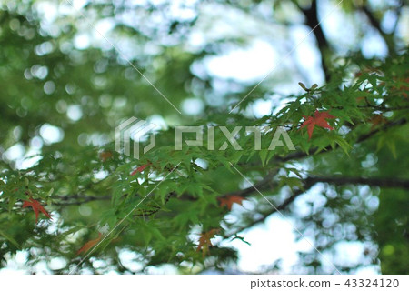 Fresh green of street trees Fresh green of street trees 43324120