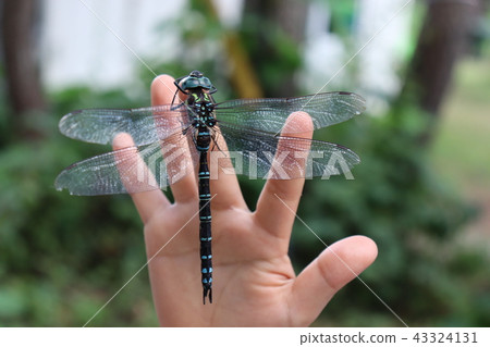 Ruriboshimama 43324131