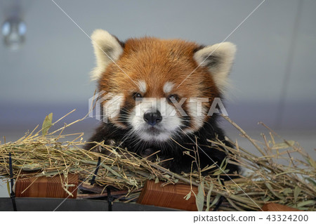 Lesser panda Lesser panda 43324200