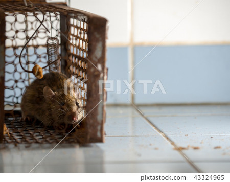 The rat was in a cage catching. rat has contagion The rat was in a cage catching. rat has contagion 43324965