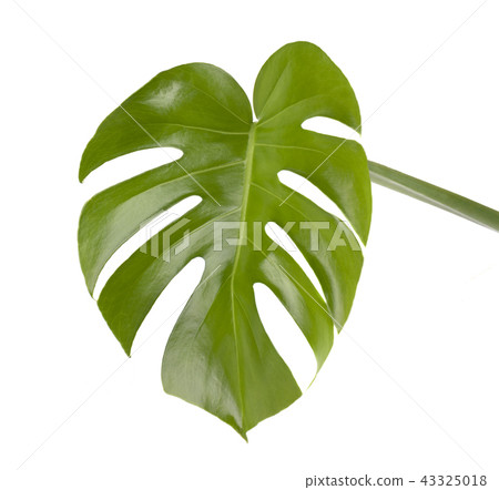 Tropical jungle monstera leaves isolated, swiss cheese plant, isolated on white background 43325018