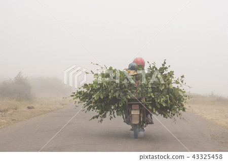 motorcycle driving with cut branches through road motorcycle driving with cut branches through road 43325458